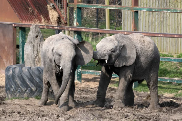 African Elephant (Loxodonta) — Stock Photo, Image