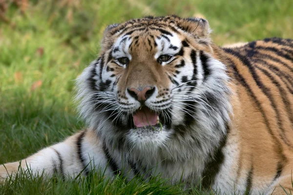 Tigre siberiano (PANTHERA TIGRIS ALTAICA) — Foto de Stock