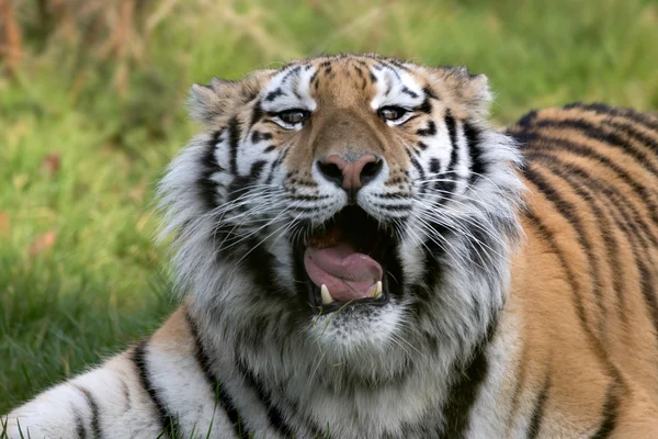 Tigre siberiano (PANTHERA TIGRIS ALTAICA) — Foto de Stock