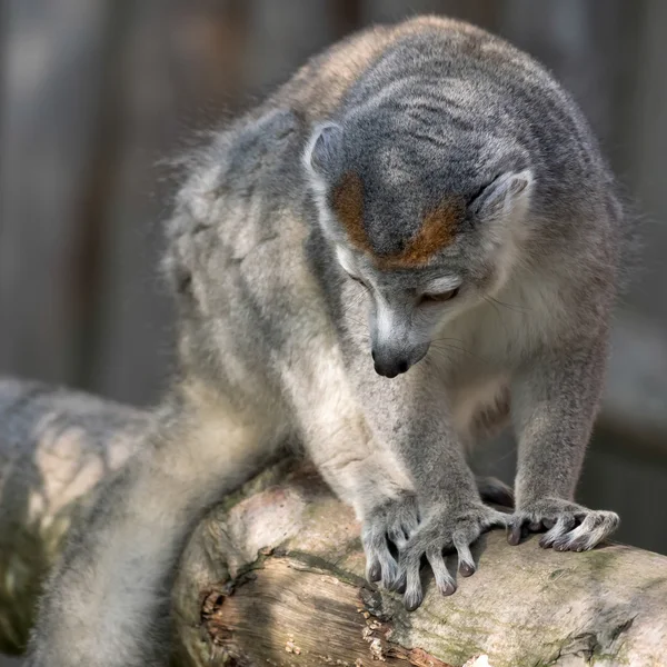 Lemur coroado (Eulemur coronatus ) — Fotografia de Stock