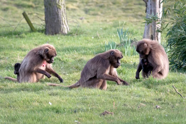 Gelada-Pavian (Theropithecus gelada)) — Stockfoto