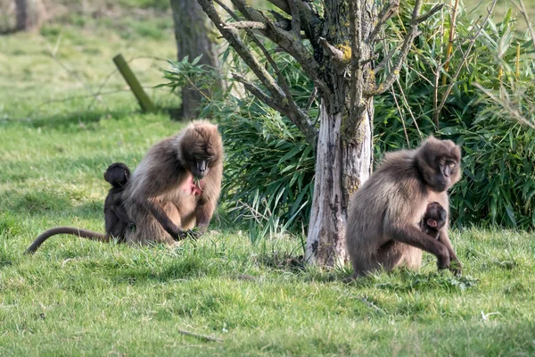 Gelada Baboon (Theropithecus gelada) — Stock Photo, Image