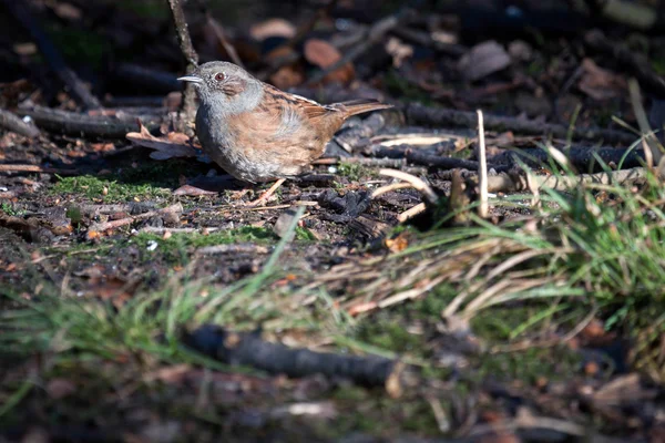 Hedge Accentor on the canopy floor — Stock Photo, Image