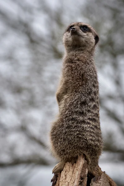 Тонкохвостый сурикат (Suricatta suricatta ) — стоковое фото