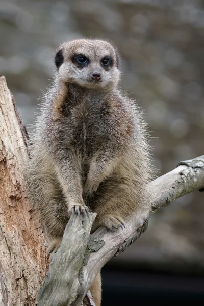 Slender-tailed Meerkat (Suricatta suricatta) — Stock Photo, Image