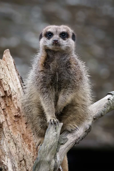 Meerkat de cola delgada (Suricatta suricatta ) —  Fotos de Stock