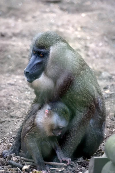 Drill (Mandrillus leucophaeus) with baby — Stock Photo, Image