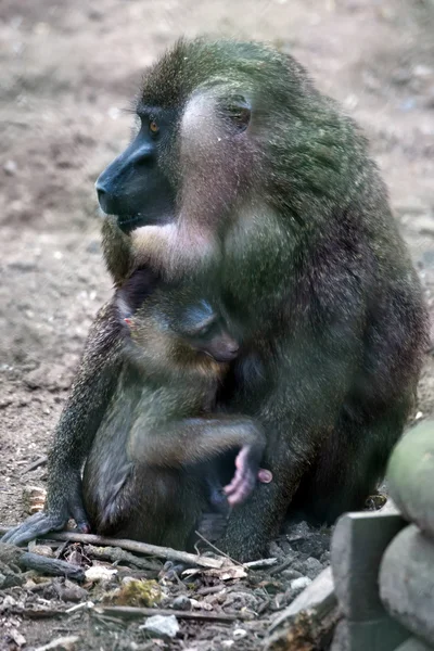 Drill (Mandrillus leucophaeus) with baby — Stock Photo, Image