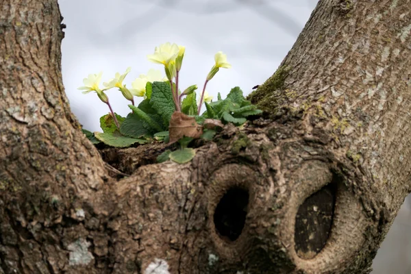 Primula vulgaris αυξάνεται σε ένα δέντρο — Φωτογραφία Αρχείου