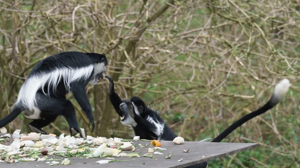 Colobus noir et blanc (Colubus ) — Photo