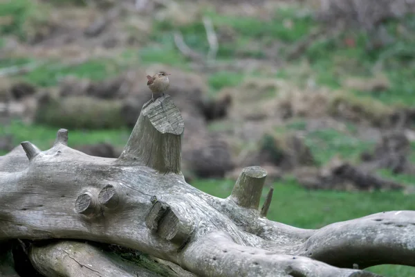 Wren (Troglodytes troglodytes) — Stock Photo, Image