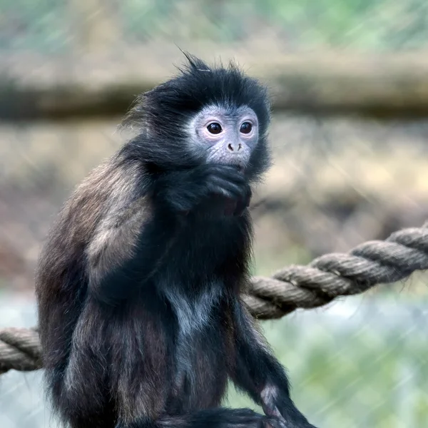 Monyet Capuchin Bertubuh Hitam (Cebus apella) — Stok Foto