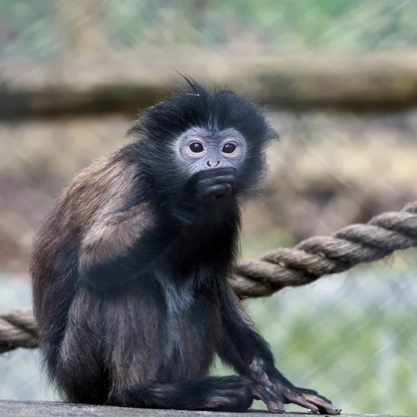 Black-Capped Capuchin Monkey (Cebus apella) — Stock Photo, Image