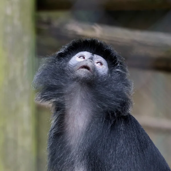 Zwarte kapucijnaap (Cebus apella)) — Stockfoto