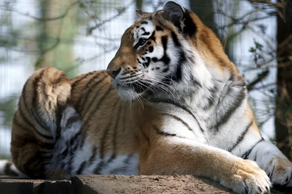 Tigre siberiano (PANTHERA TIGRIS ALTAICA) — Fotografia de Stock