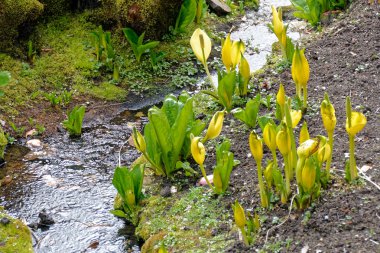 Sarı kokarca lahana (Lysichiton americanus)