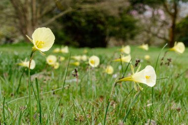 Limon sarısı Hoop melekleri nergis (Narcissus bulbocodium)