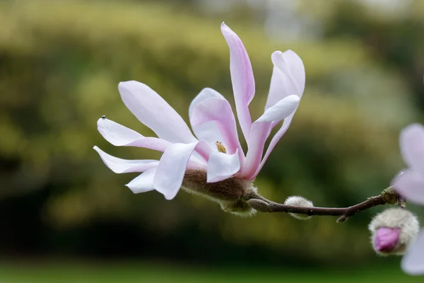 Pink Magnolia flowering — Stock Photo, Image