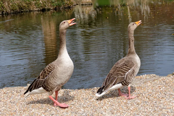 Dvojice Greylag hus (Anser anser) — Stock fotografie