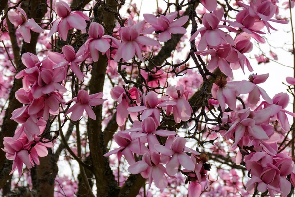 Pink Magnolia flowering — Stock Photo, Image