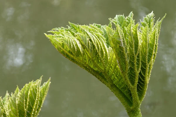 Gigantisk rabarber (Gunnera Manicata) — Stockfoto