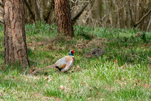 Pheasants enjoying the sunshine — Stock Photo, Image