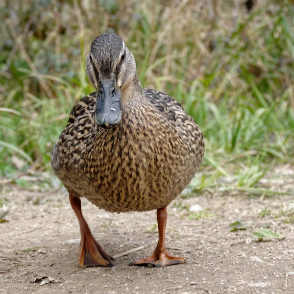 Female Mallard — Stock Photo, Image