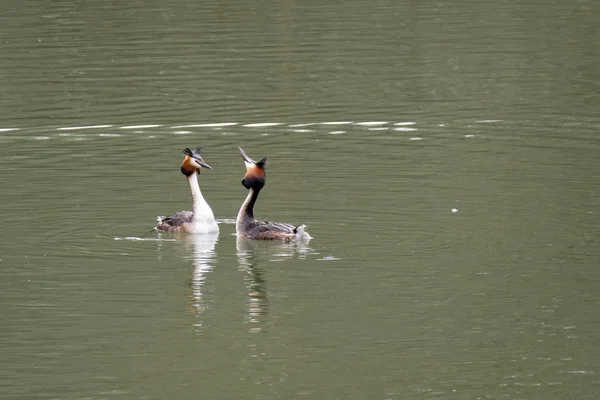 큰 볏이 논 (podiceps cristatus) — 스톡 사진