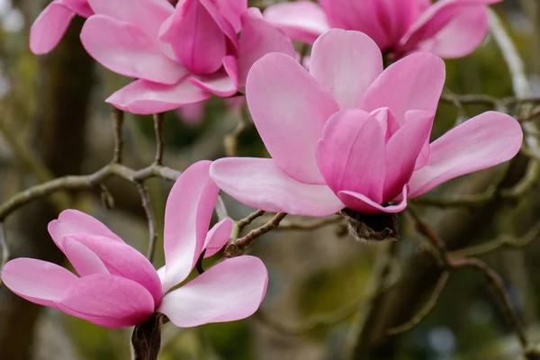 Pink Magnolia Flowering — Stock Photo, Image