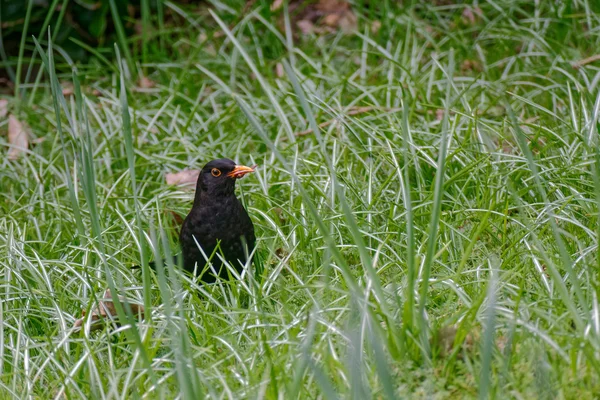 草の中の黒鳥（トゥルドゥス・メルーラ） — ストック写真