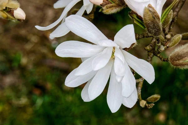 White Magnolia Flowering — Stock Photo, Image