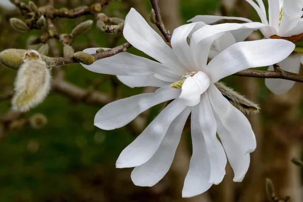 White Magnolia Flowering — Stock Photo, Image