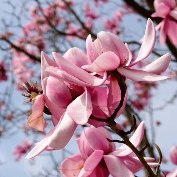 Pink Magnolia flowering — Stock Photo, Image
