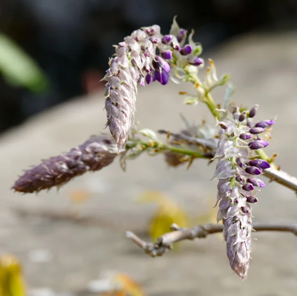 Wisteria bursting into life at St Fagans National History Museum in Cardiff on April 19, 2015 — Stock Photo, Image