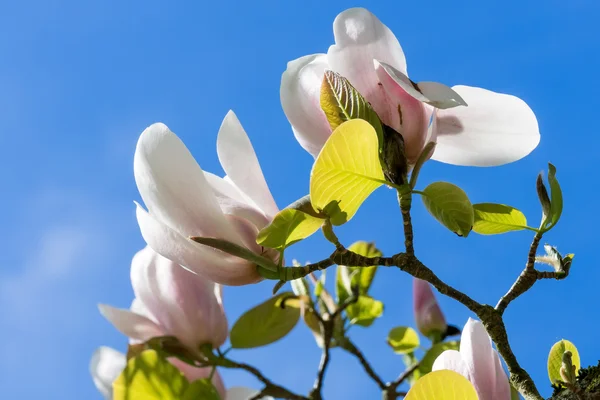 Floraison d'arbres Magnolia au Musée national d'histoire de St Fagans à Cardiff le 19 avril 2015 — Photo