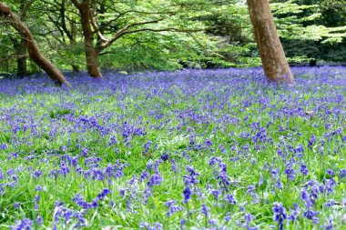 Bluebells tam Bloom