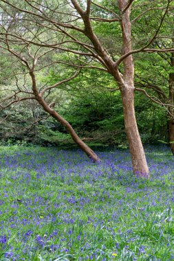 Bluebells tam Bloom