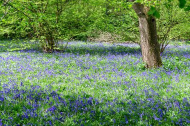 Bluebells tam Bloom