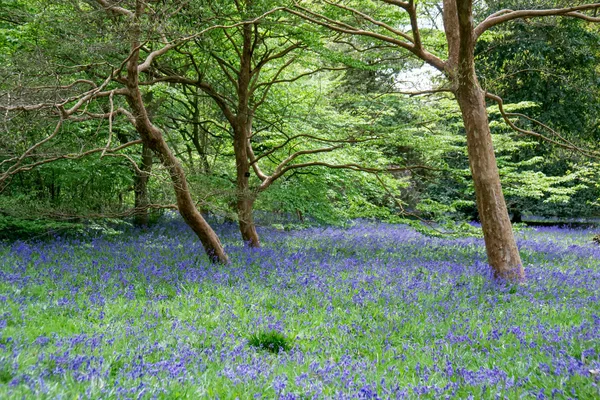 Blauglocken in voller Blüte — Stockfoto