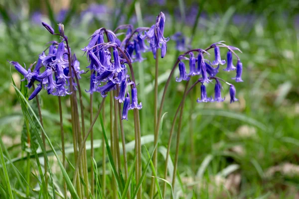 BlueBell in piena fioritura — Foto Stock