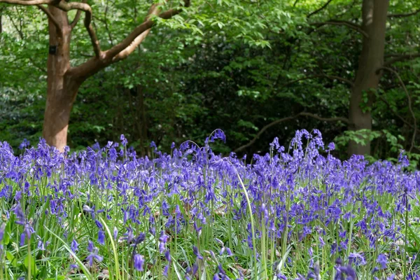 Bluebells en pleine floraison — Photo