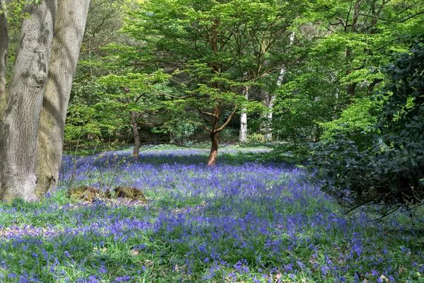 Blauglocken in voller Blüte — Stockfoto