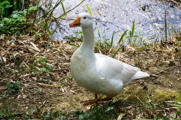 Domestizierte Gans — Stockfoto