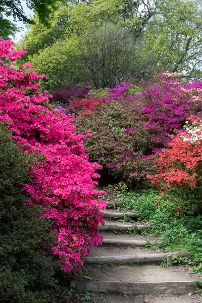 Azaleas in Full Bloom — Stock Photo, Image