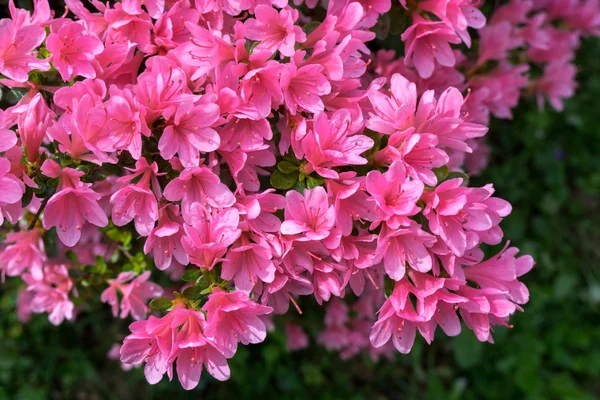 Azáleas em flor cheia — Fotografia de Stock