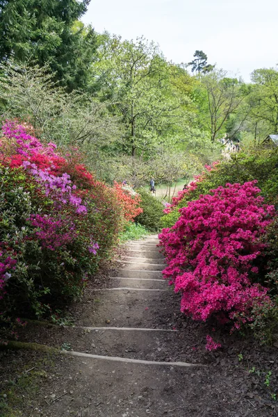 Azaleas in Full Bloom — Stock Photo, Image