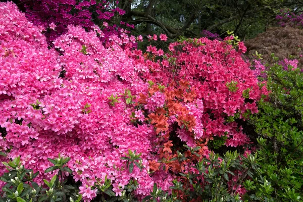 Azaleas in Full Bloom — Stock Photo, Image