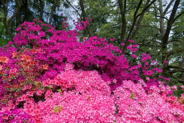 Azaleas en plena floración — Foto de Stock