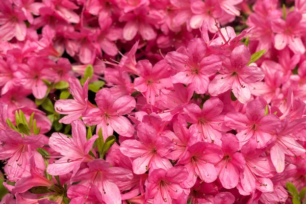 Azaleas en plena floración — Foto de Stock