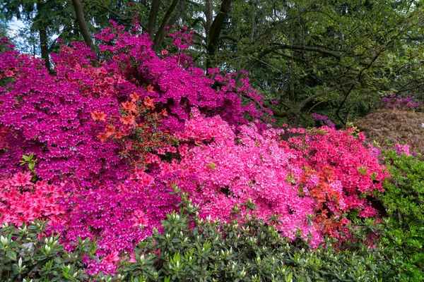 Azaleas en plena floración — Foto de Stock